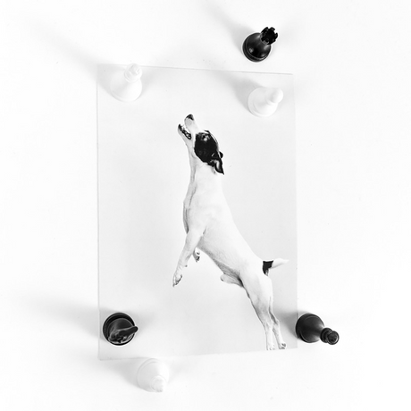 SJAKK magneter, 6-pakk - kjøleskapsmagneter